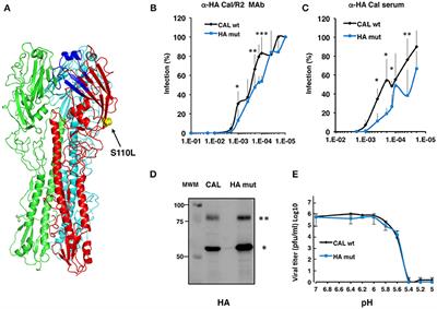 Mutation S110L of H1N1 Influenza Virus Hemagglutinin: A Potent Determinant of Attenuation in the Mouse Model